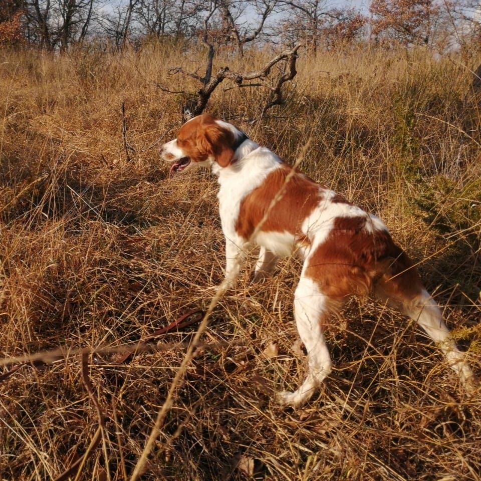 Nayka du bois de  faule