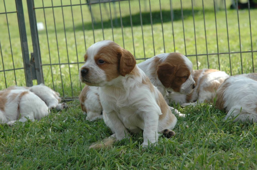 Chiot Epagneul Breton Des Plaines Gersoises